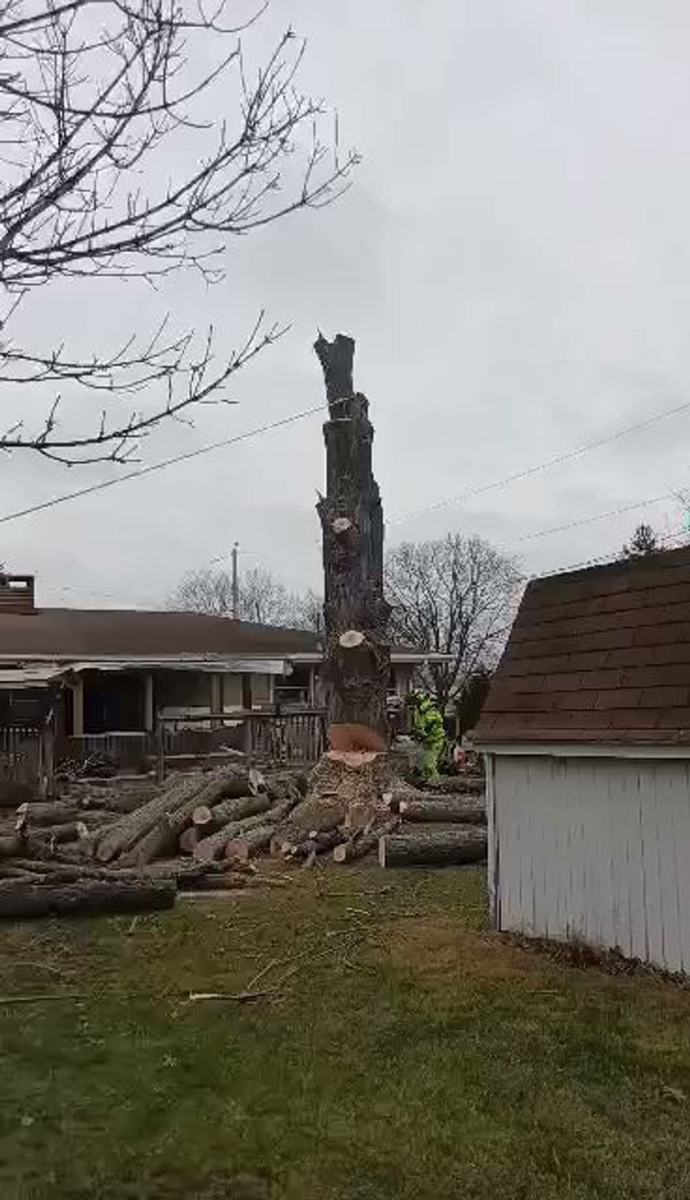 Tree stump in a yard after tree removal, with logs and equipment nearby. Overcast sky.