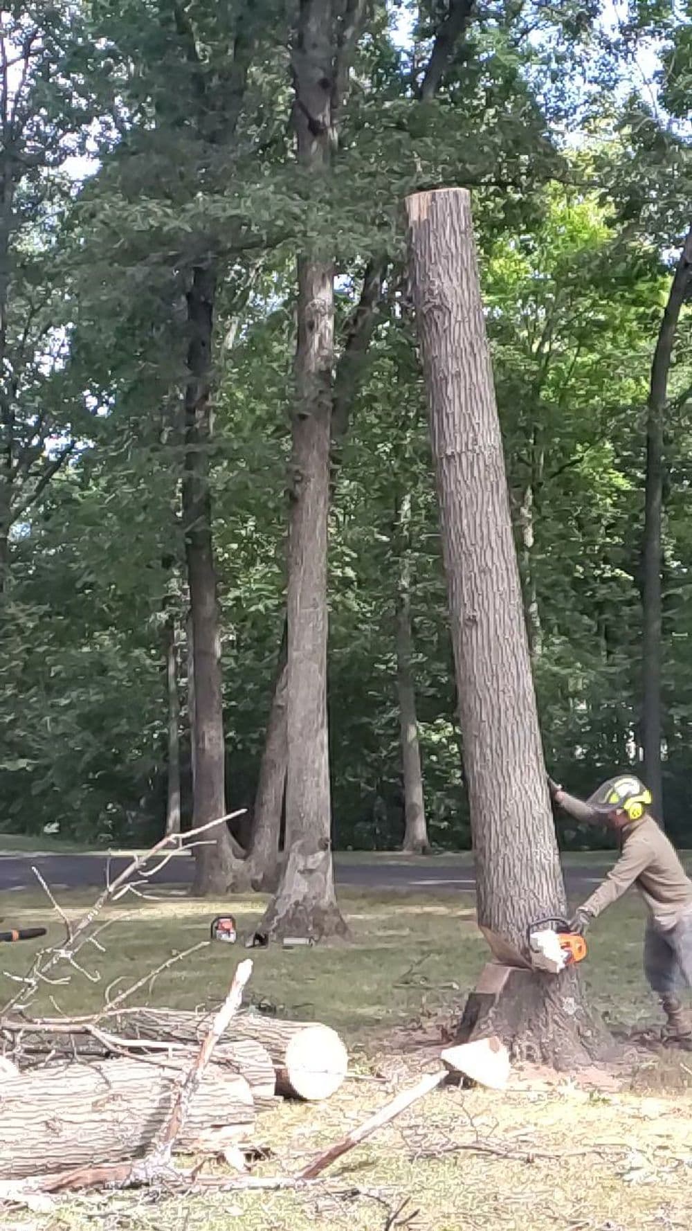 Tree removal in progress with a worker using a chainsaw in a forested area.