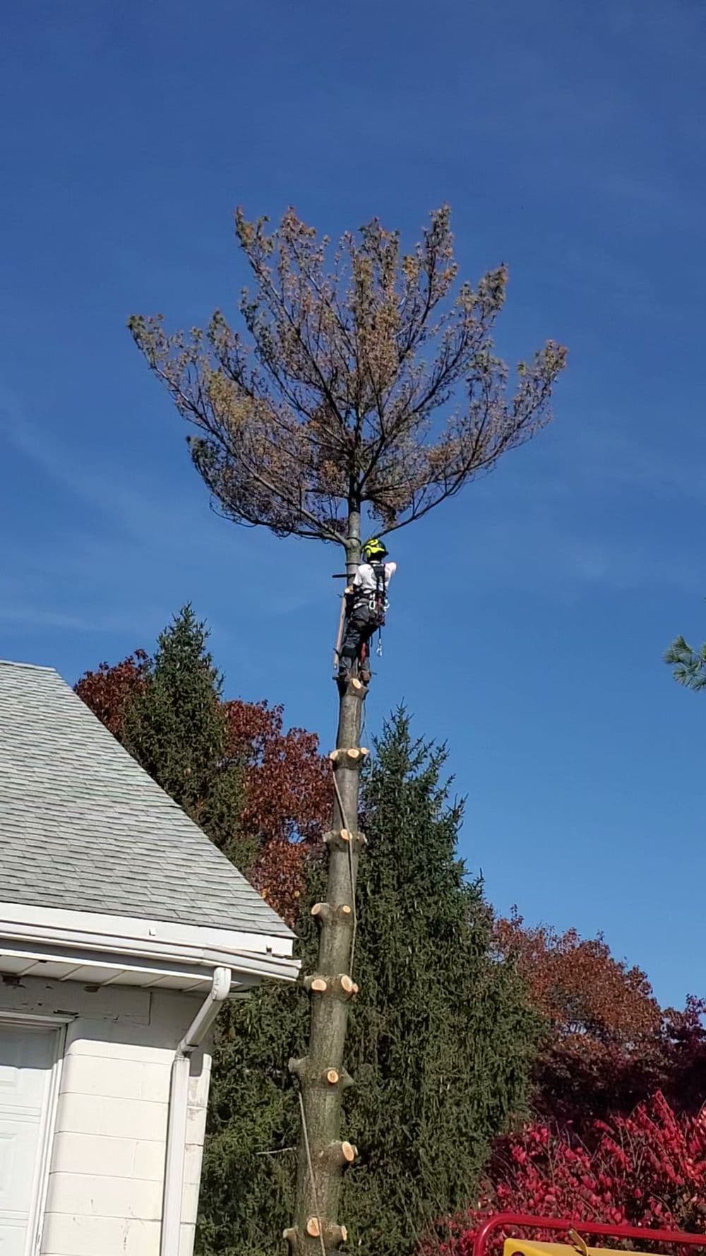 Tree trimmer working on a tall tree with a clear blue sky in the background.