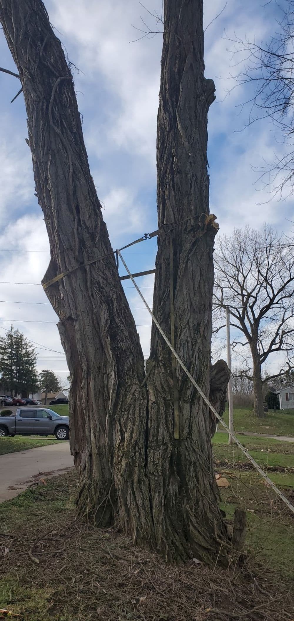 Decaying tree with visible bark texture and support ropes in a residential area.
