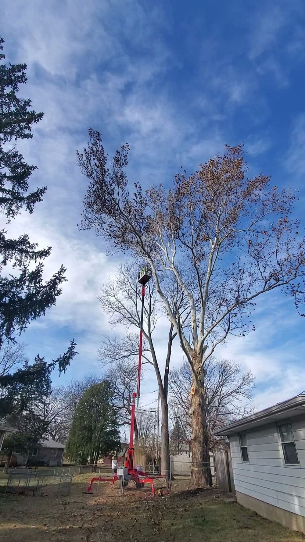 Tree removal in progress using a lift, with a clear blue sky in the background.