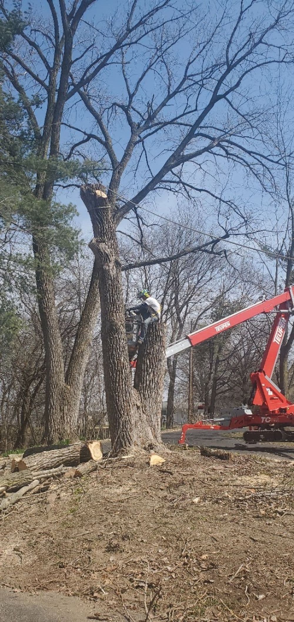 Tree removal worker using a lift to cut branches from a tall tree on a sunny day.