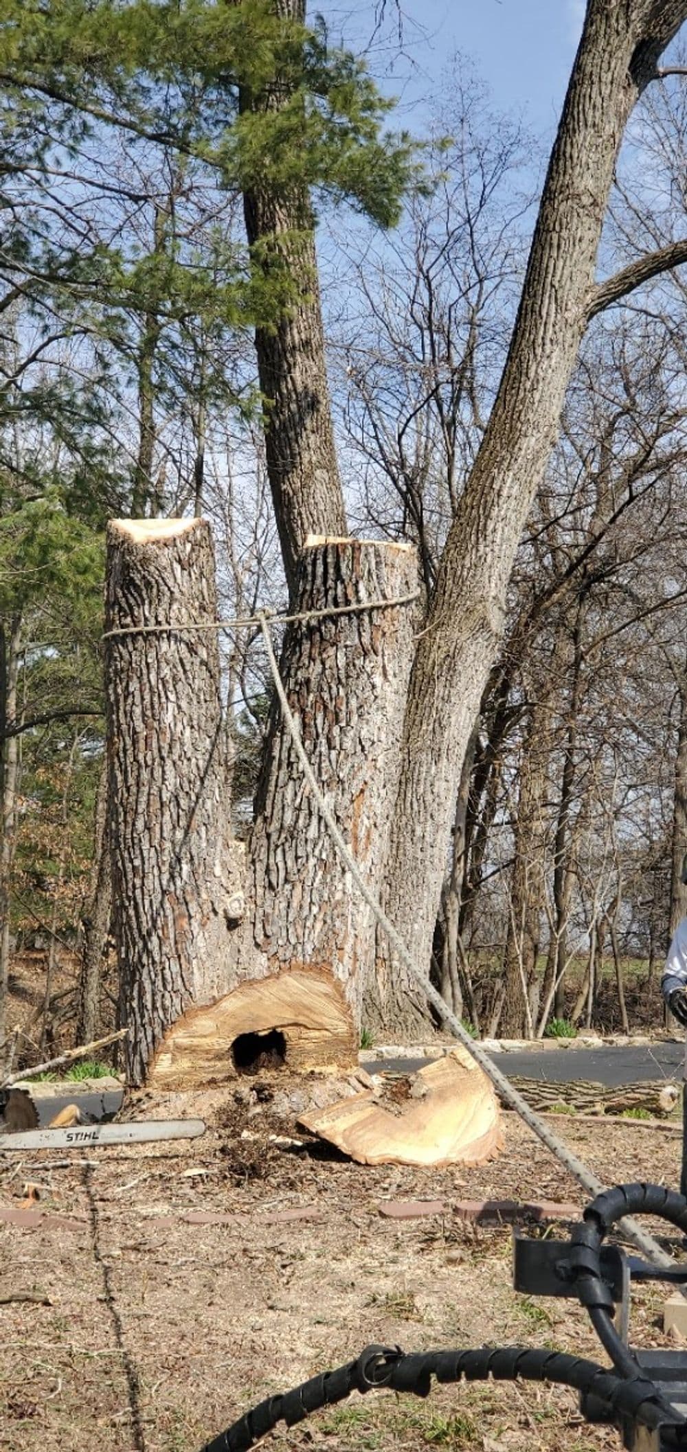 Tree with cut trunk and hollow center, surrounded by bare branches and equipment.