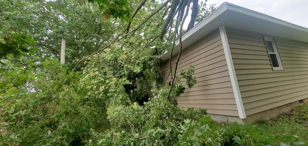 Tree branches overhanging and leaning against a house, causing potential damage.