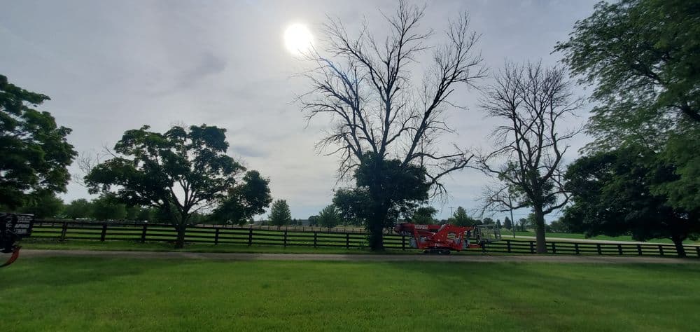 Lifeless trees beside a green field with a red tractor under a cloudy sky.