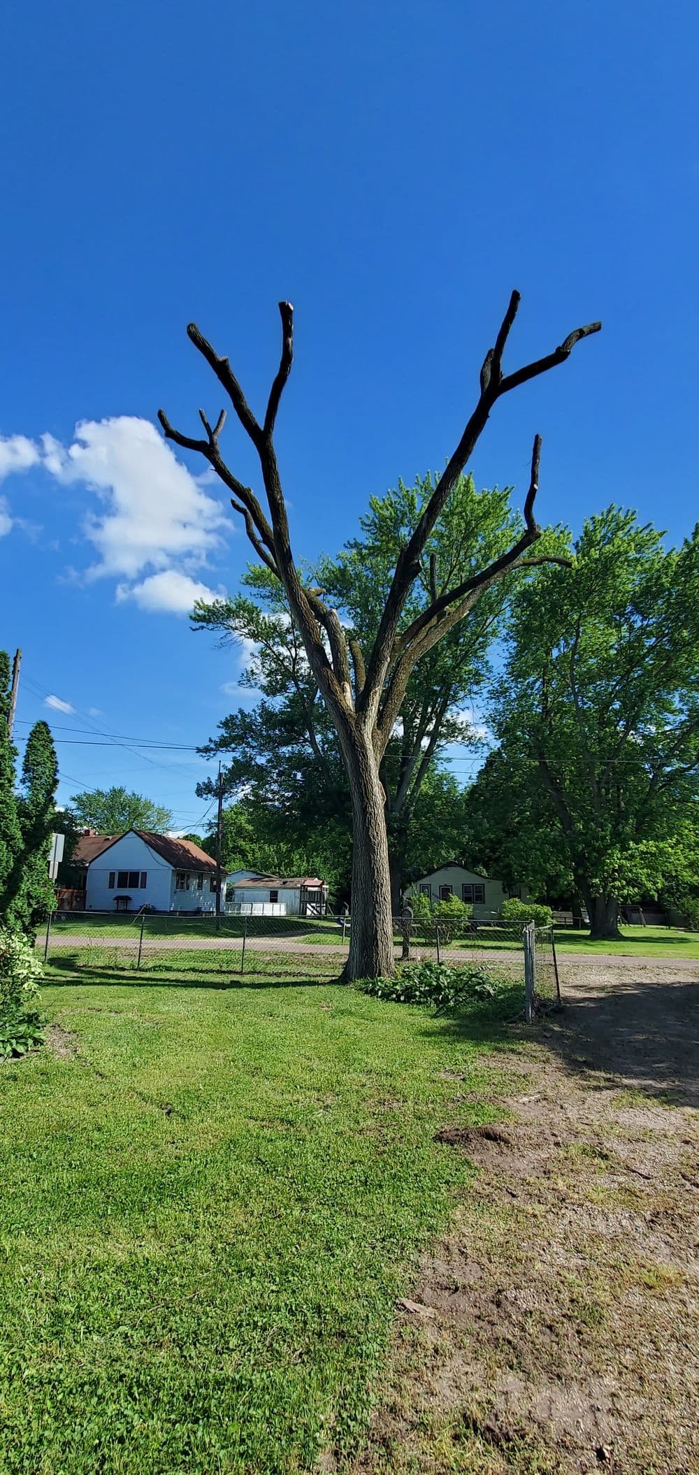 Leafless tree standing tall against a clear blue sky, surrounded by green grass and houses.