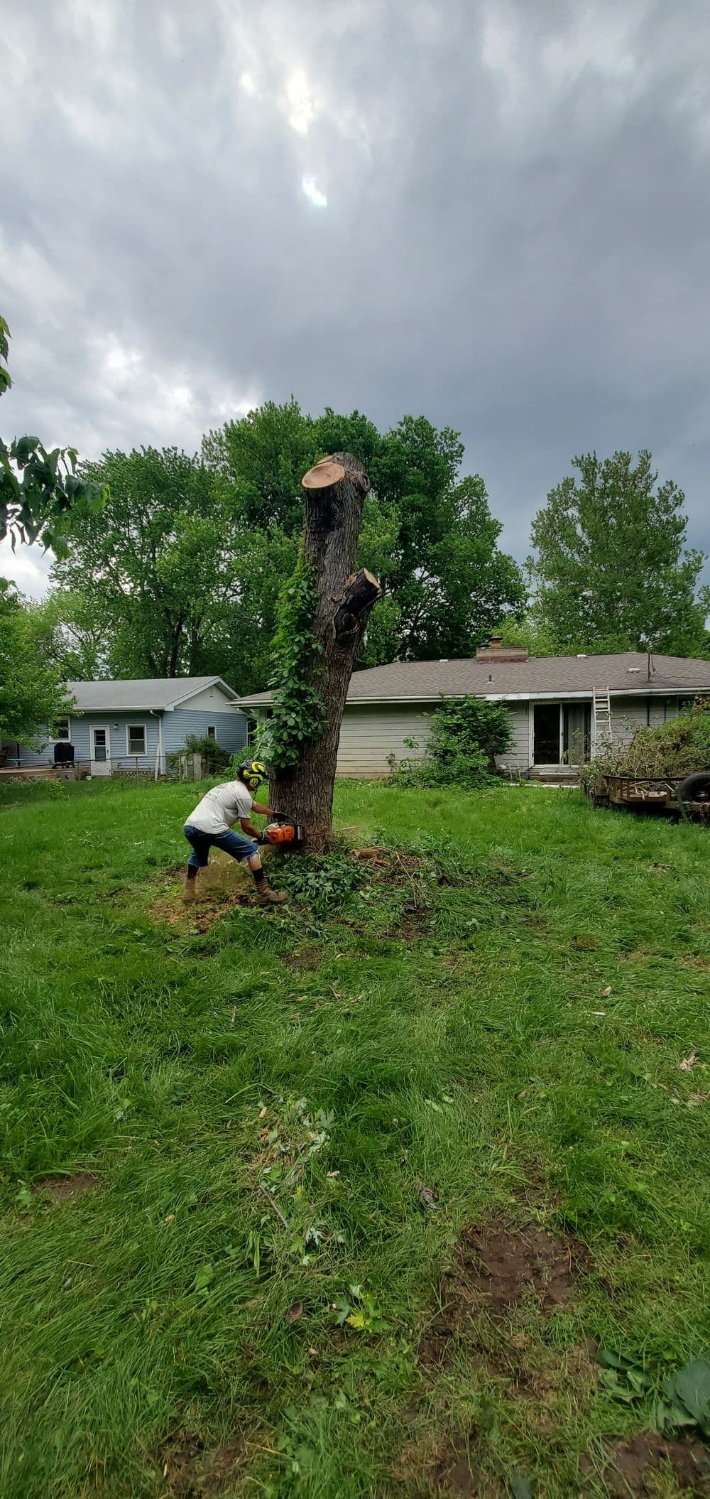 Person cutting down a tree with a chainsaw in a residential yard. Green grass and cloudy sky.