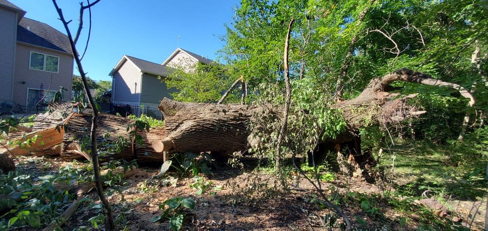 Fallen large oak tree in backyard with leaves and debris under clear blue sky.