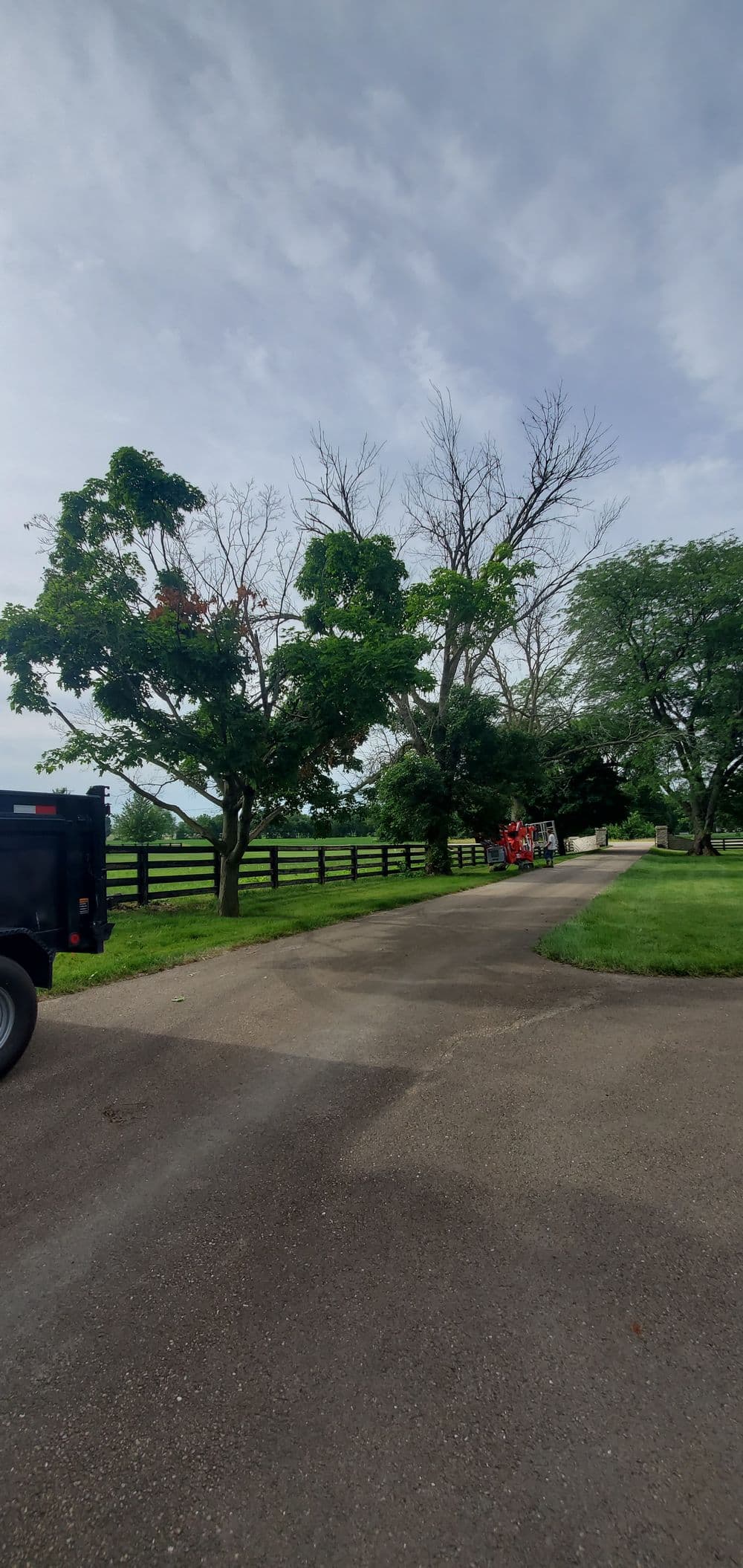 Tree pruning service along a gravel driveway with green grass and a wooden fence.