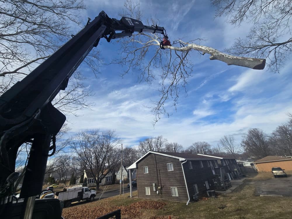 Tree removal equipment cutting a large branch above residential buildings on a clear day.