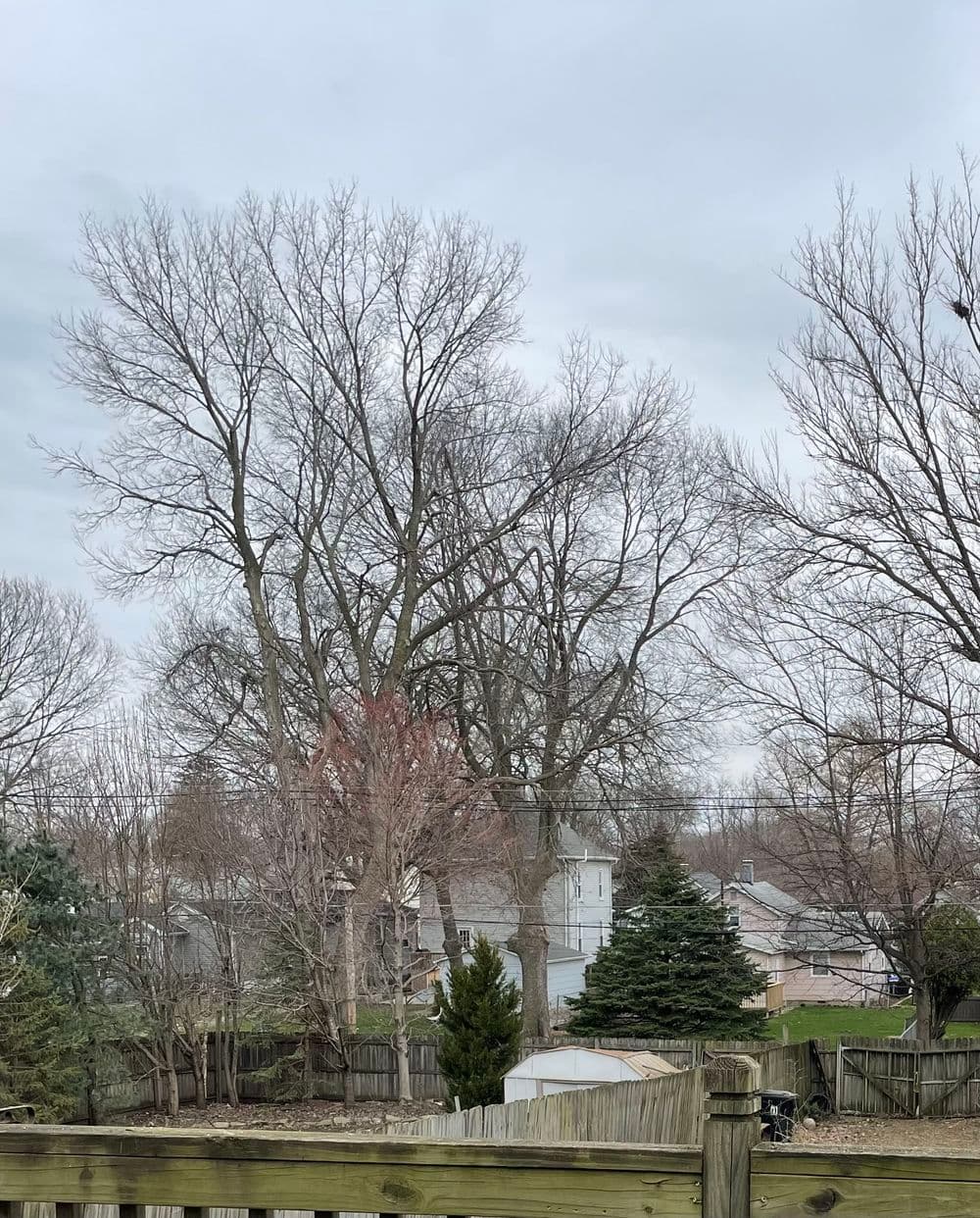 Bare trees against a cloudy sky, with houses and greenery in the background.