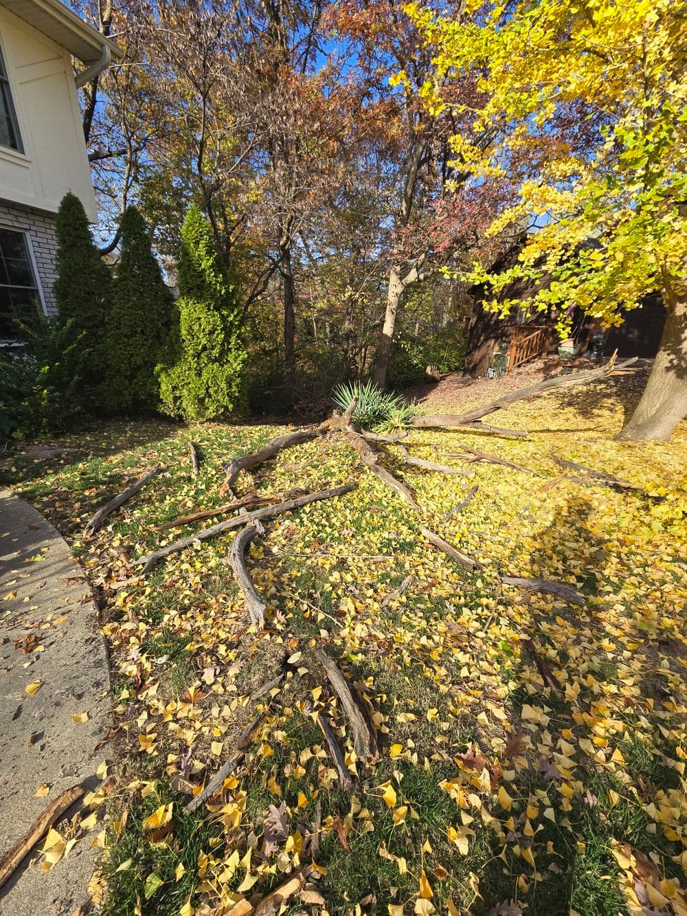 Fallen tree branches scattered on outdoor lawn covered with colorful autumn leaves.