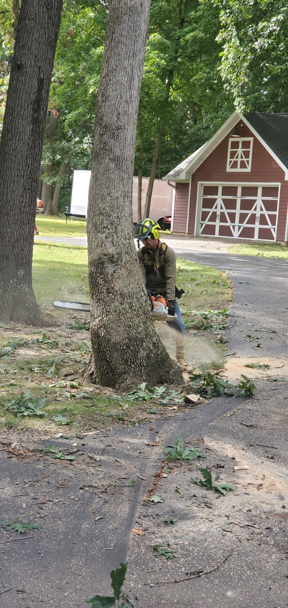 Tree removal work in progress with a man using a chainsaw near a red barn.