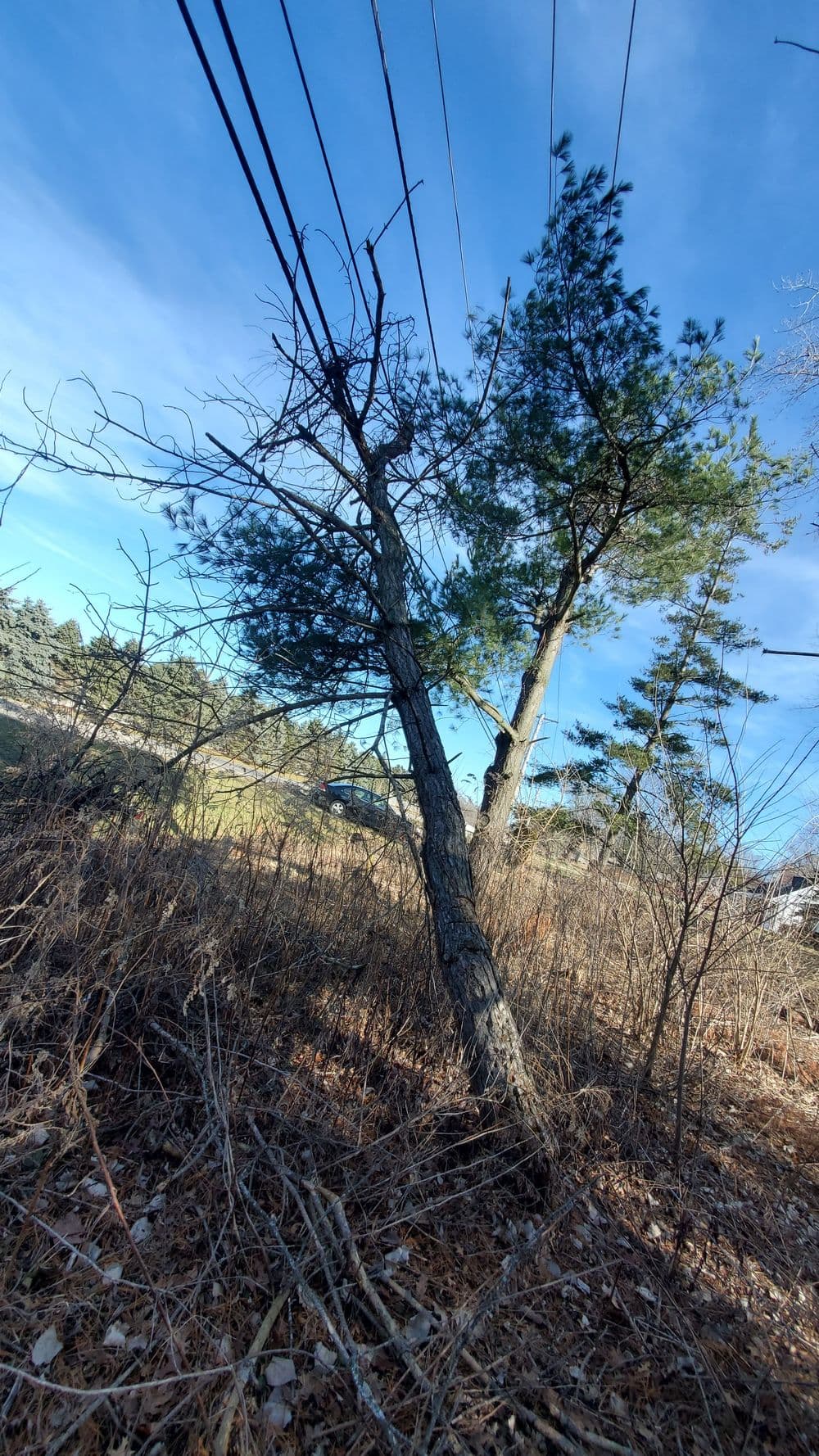 Leaning pine tree next to power lines with clear blue sky and sparse vegetation.