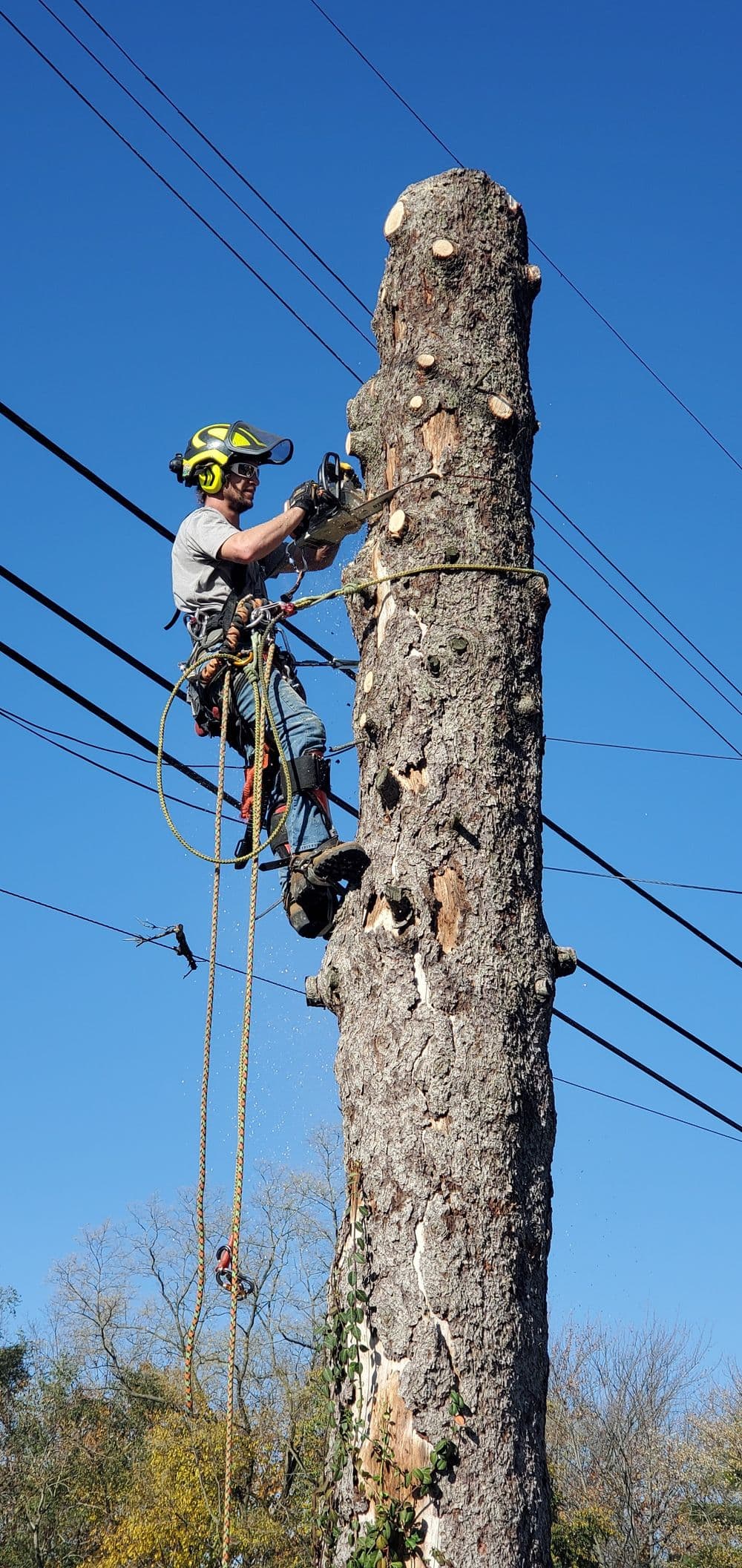 Tree trimmer using a chainsaw to cut down a tall tree near power lines.