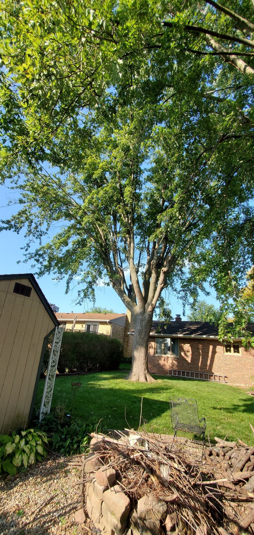 Large, leafy tree in a sunny backyard with a shed and stone pile.