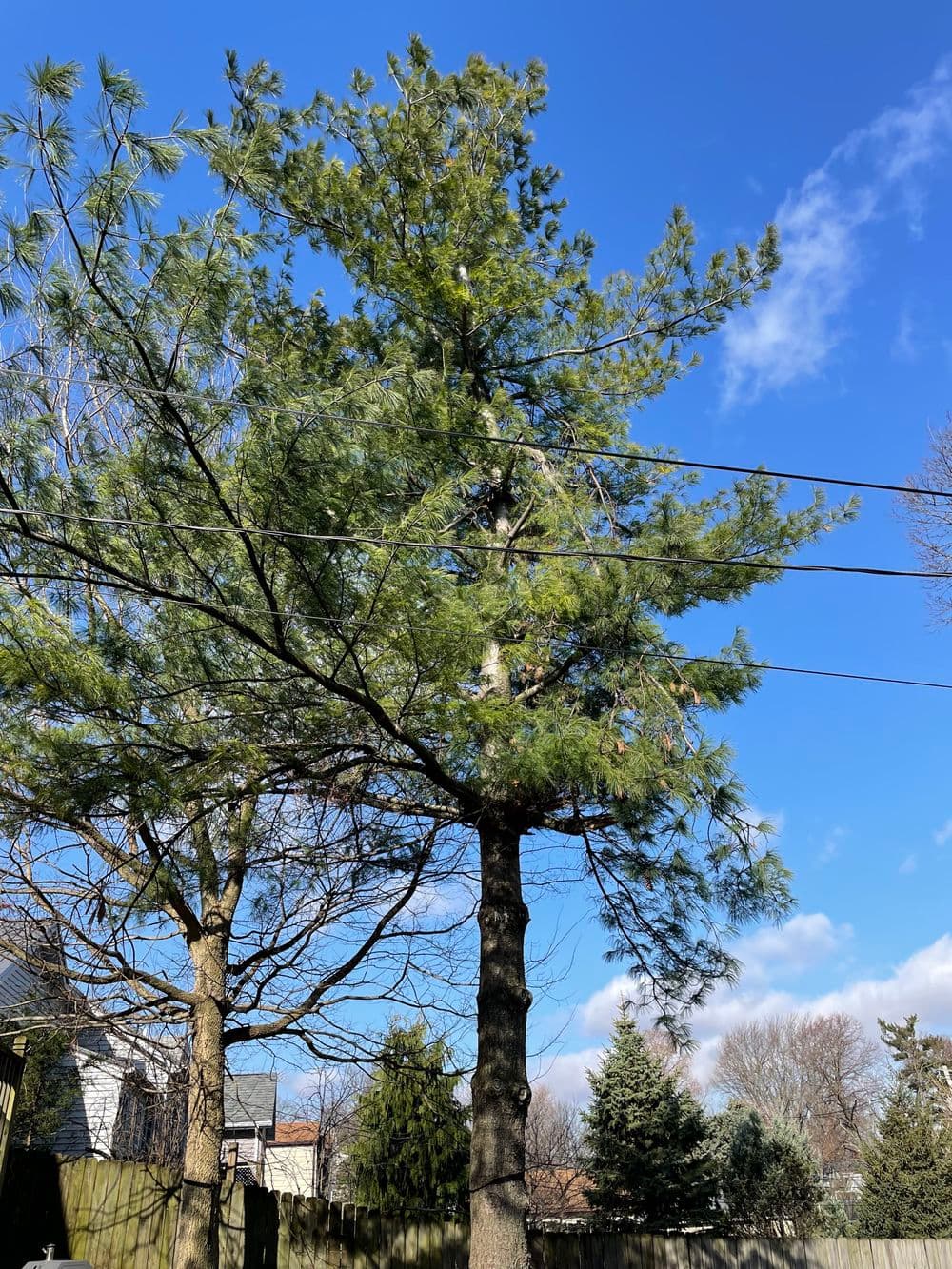 Pine tree with thick foliage against a blue sky, surrounded by utility wires and other trees.