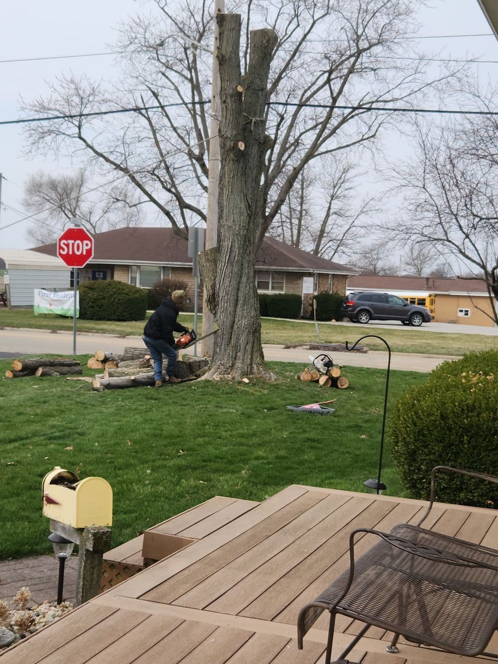 Man using a chainsaw to cut down a tree in a residential yard near a stop sign.