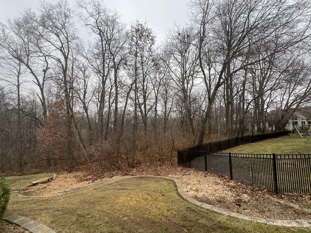Bare trees in a wooded area adjacent to a fenced yard with play equipment.