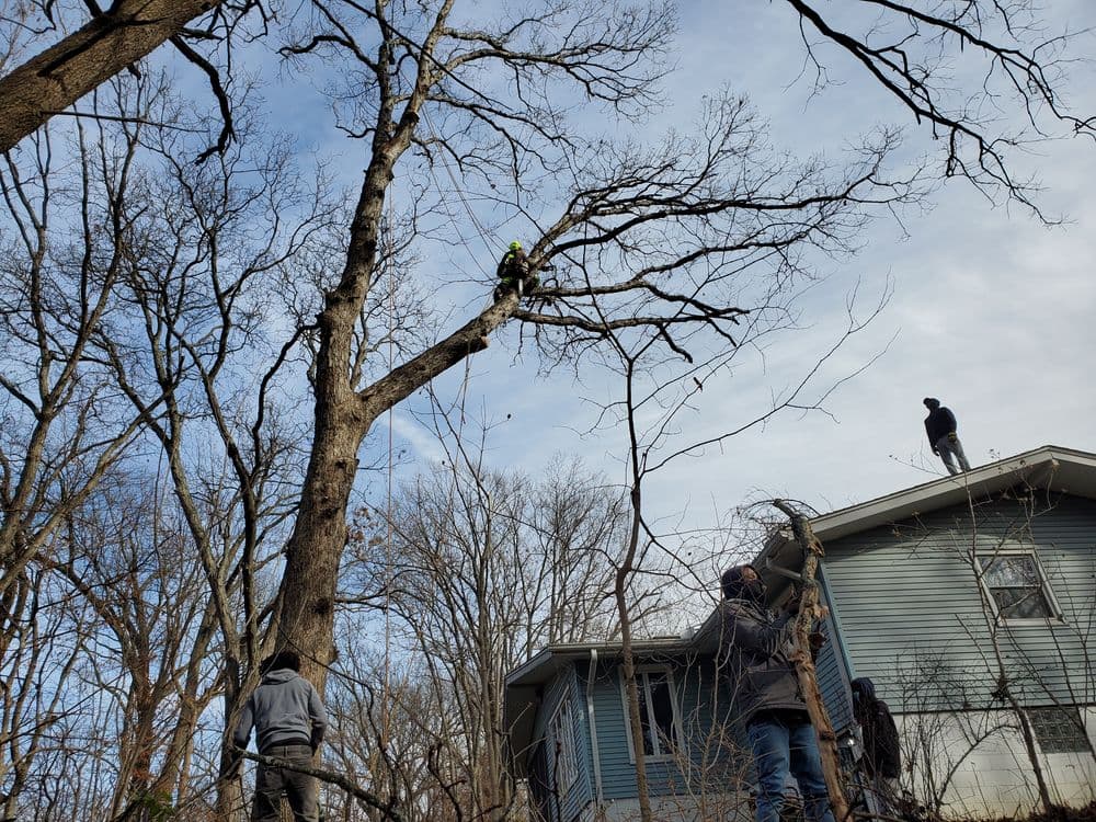 Tree trimming crew working on branches near a house during winter.