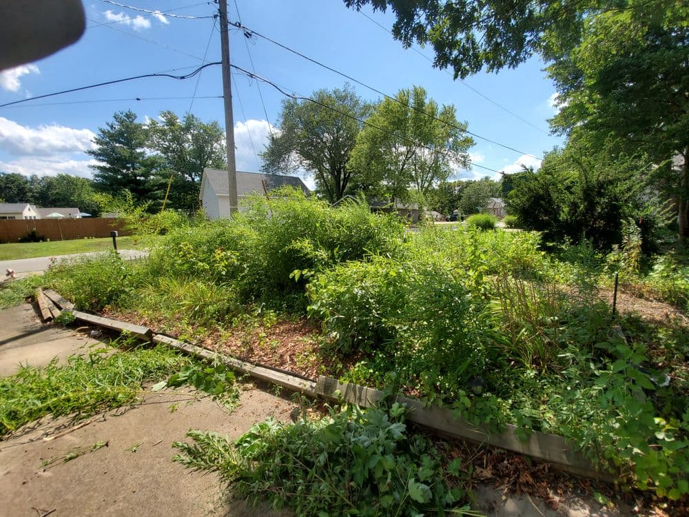 Overgrown garden with lush greenery, wooden borders, and power lines against a blue sky.