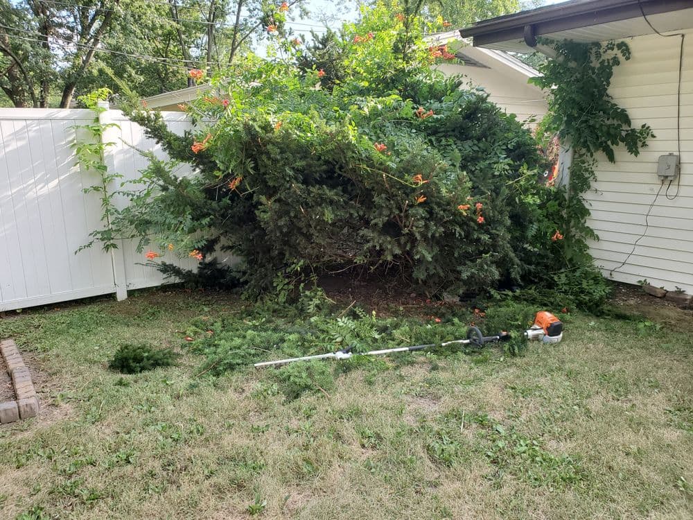 Overgrown bush with orange flowers, garden trimmer on grass, backyard setting.