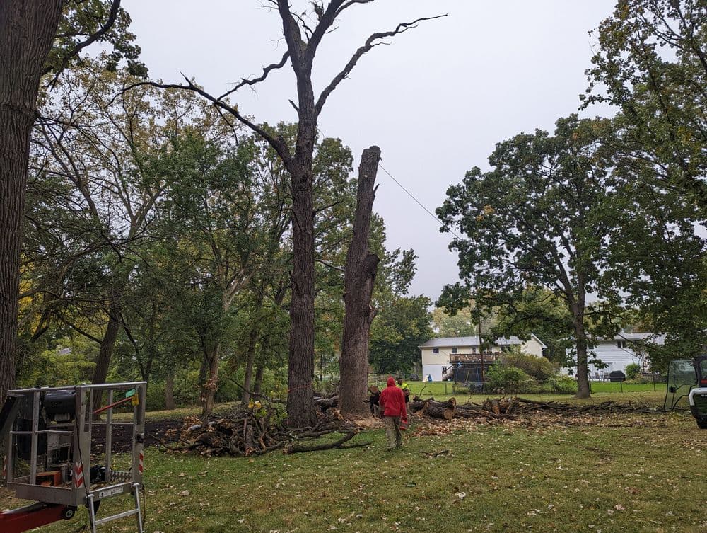 Tree removal in progress with worker in red jacket and fallen branches on the ground.