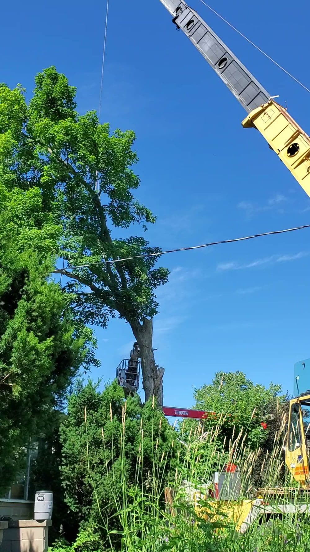 Crane removing a tree in a residential area under a clear blue sky.