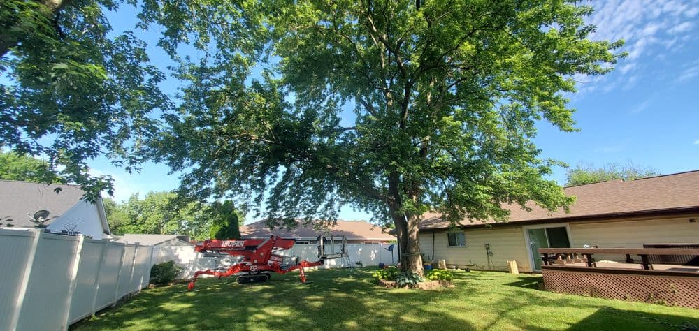 Backyard scene with a large tree, red lift equipment, and residential homes under clear blue sky.