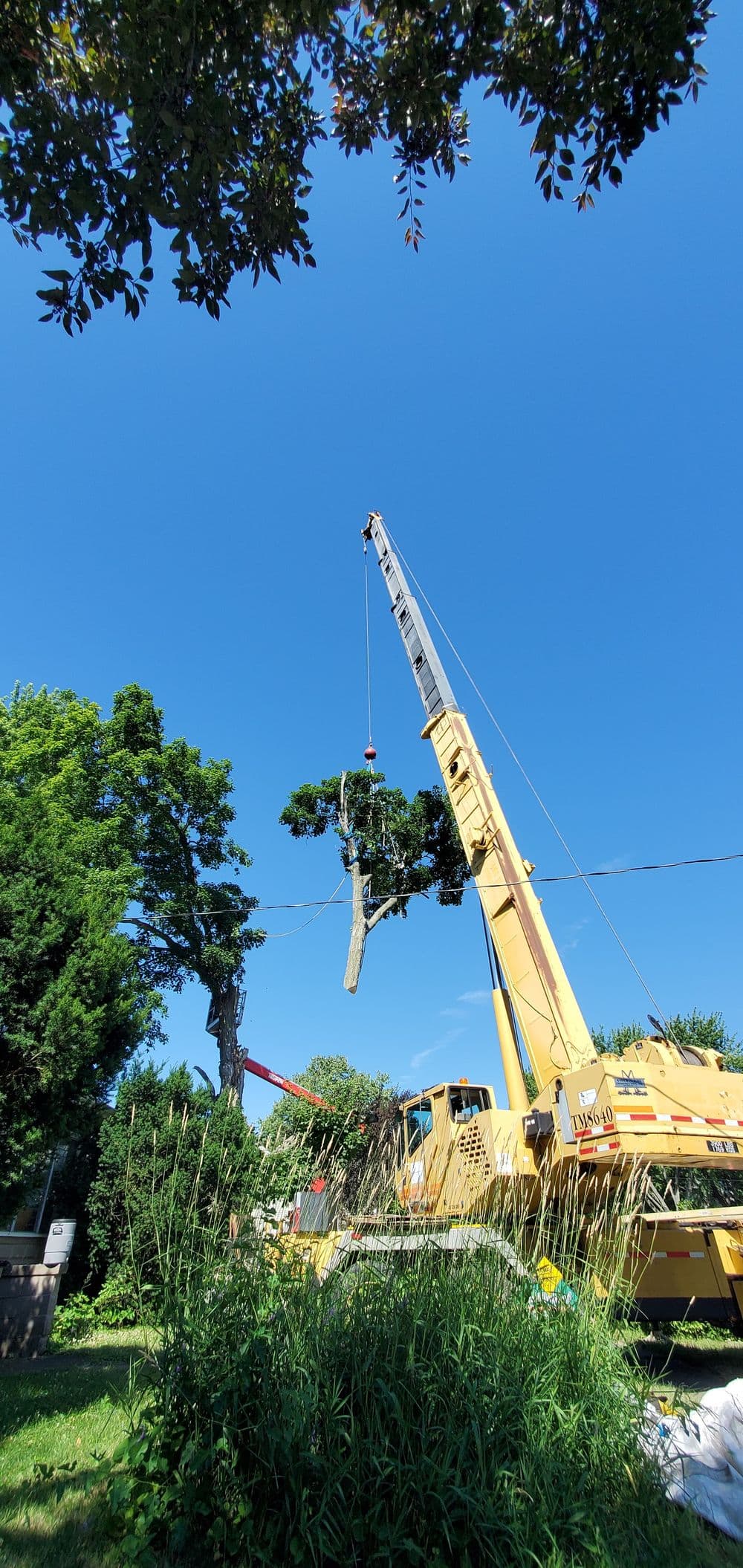 Crane lifting tree branch against clear blue sky in residential area.