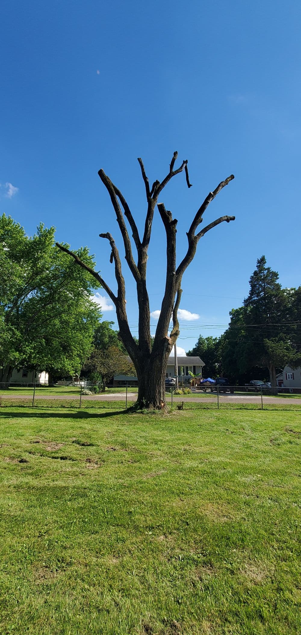 Leafless tree with prominent branches against a blue sky, surrounded by green grass.