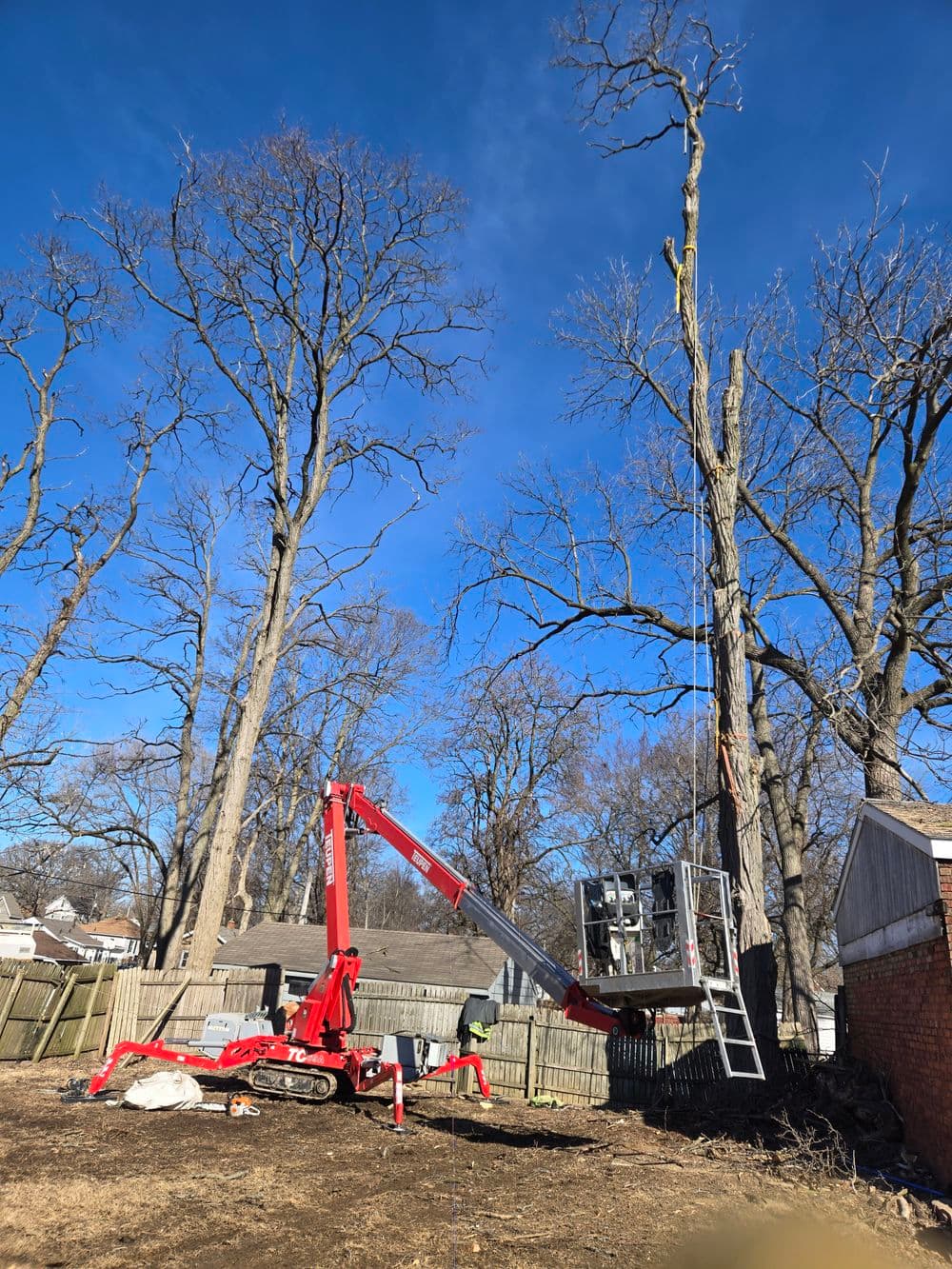 Tree removal in progress with a red lift and bare trees against a blue sky.
