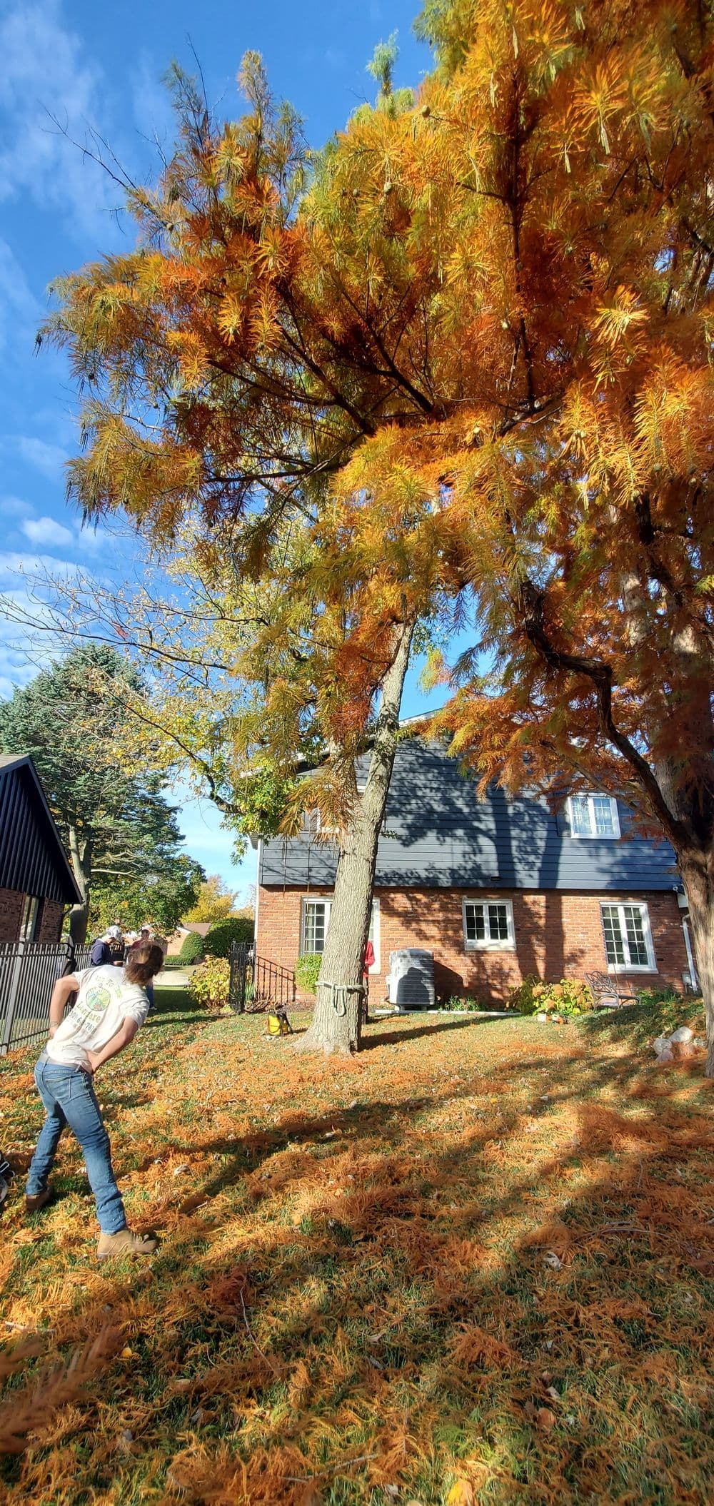 Person raking autumn leaves in a colorful yard with a brick house in the background.