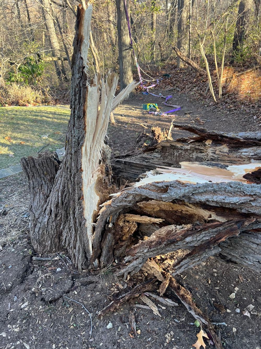 Collapsed tree trunk showing split wood and exposed inner layers in wooded area.