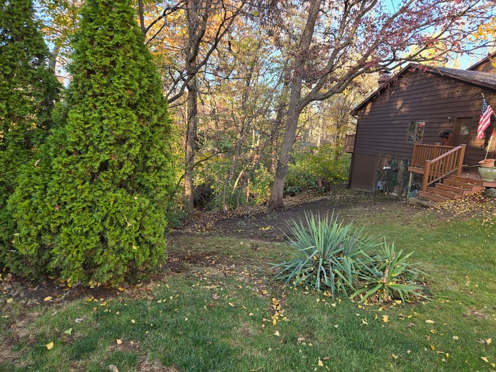 Green shrubs and ornamental plants beside a wooden house in a wooded backyard.