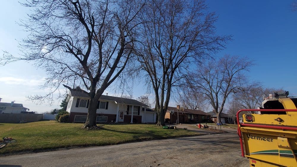 Residential street with leafless trees and houses under a clear blue sky.