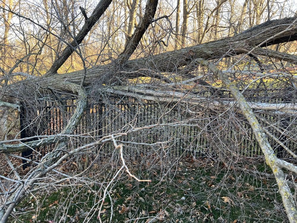 Fallen tree branches tangled over a fence in a wooded area during autumn.