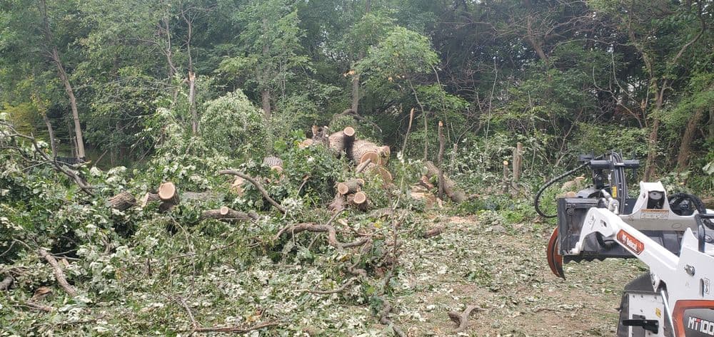 Cleared wooded area with fallen trees and debris, featuring a mini excavator.
