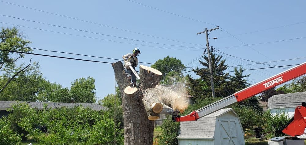 Tree removal process with a worker using a chainsaw atop a stump, lifting equipment in view.